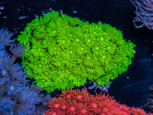 Goniopora
