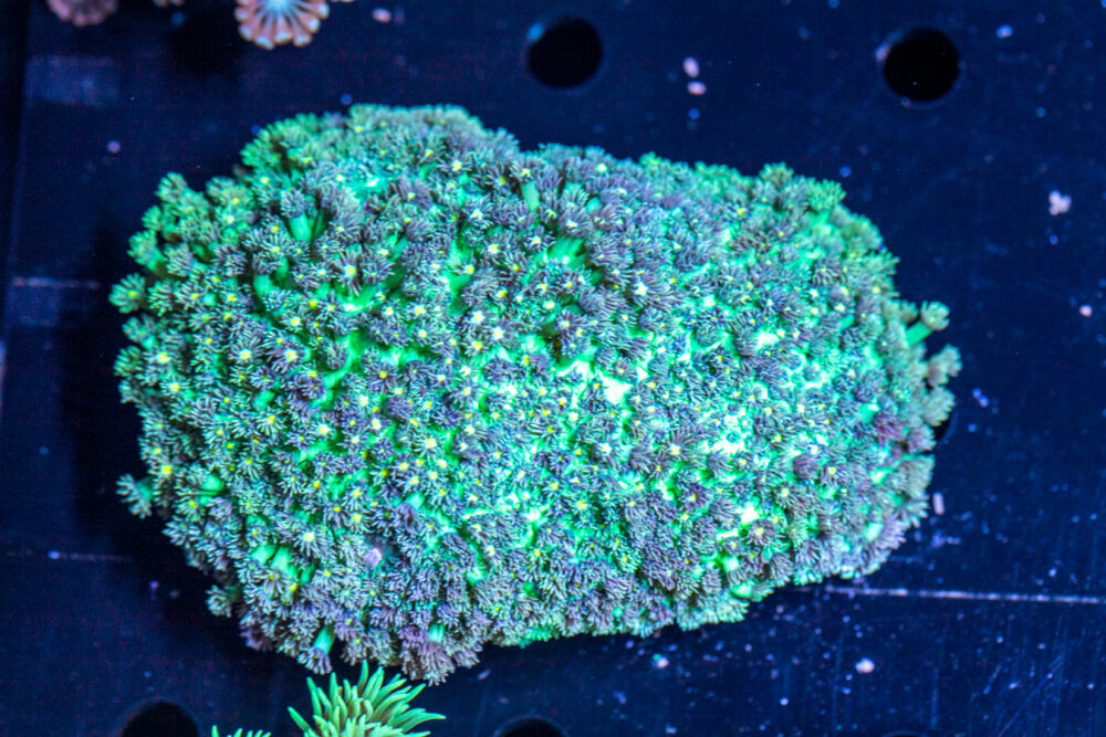 Goniopora