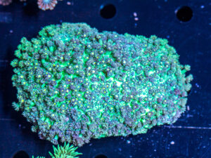 Goniopora