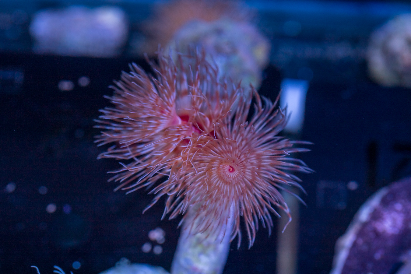 Coco Worm 1 Coco Worm