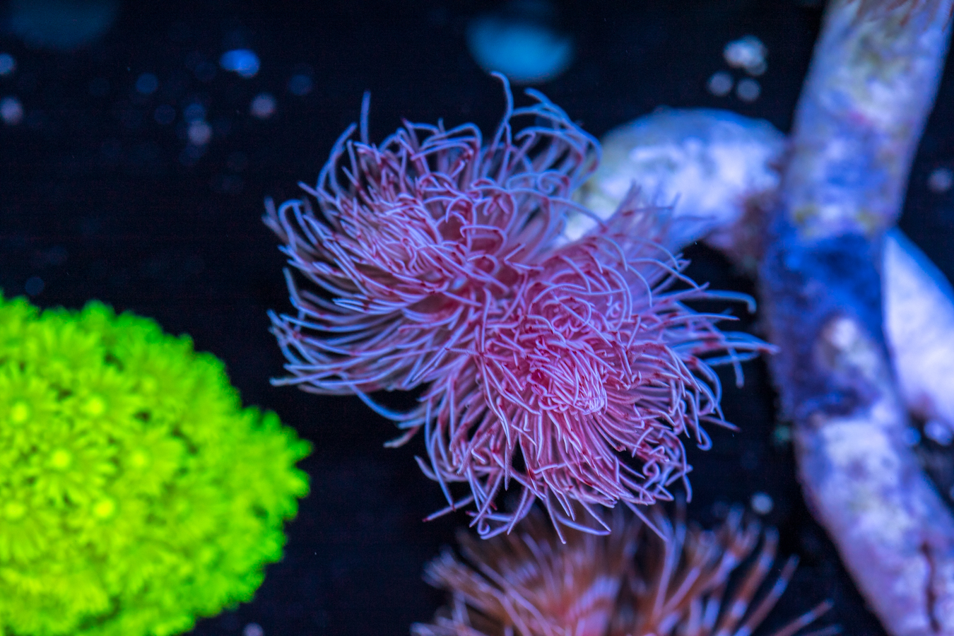 Coco Worm 1 Coco Worm