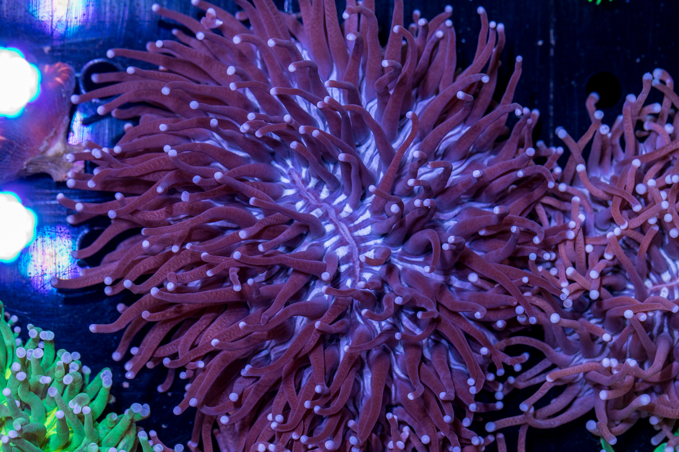 Heliofungia 1 Heliofungia