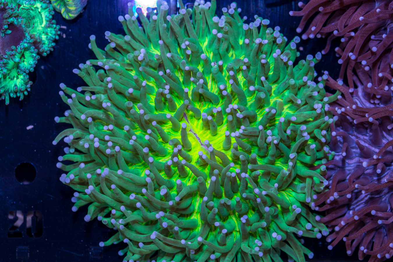 Heliofungia 1 Heliofungia