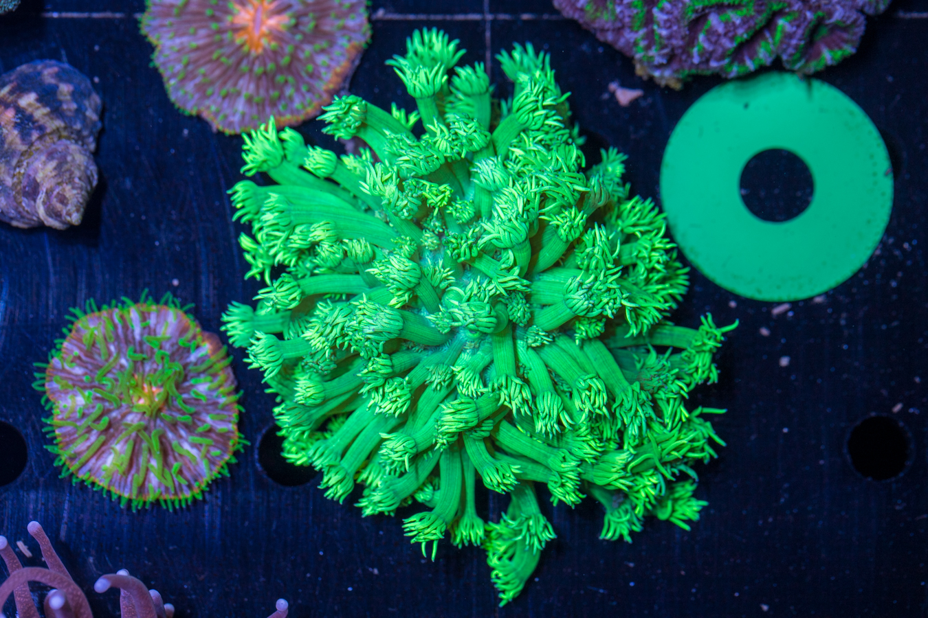 Goniopora 1 Goniopora