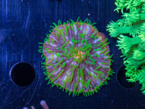 Fungia
