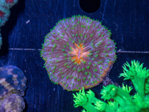 Fungia