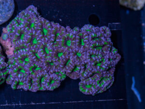 Acan - Lord Howe