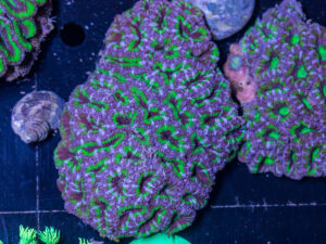 Acan - Lord Howe