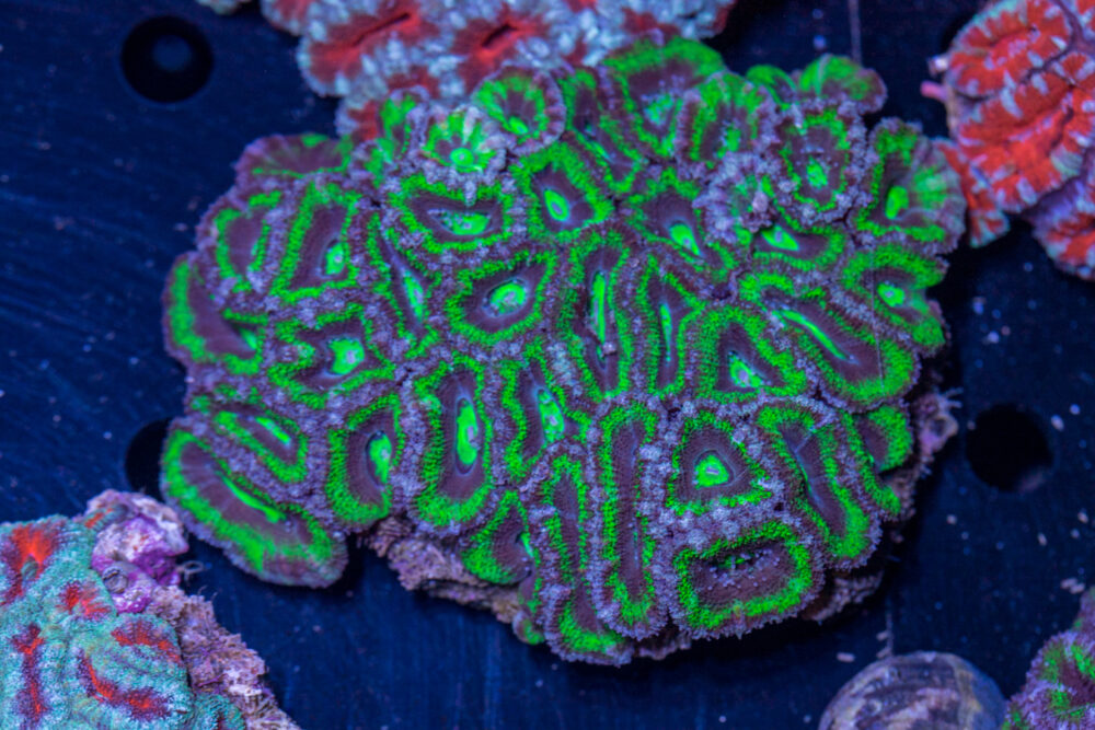 Acan - Lord Howe