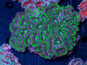Acan - Lord Howe