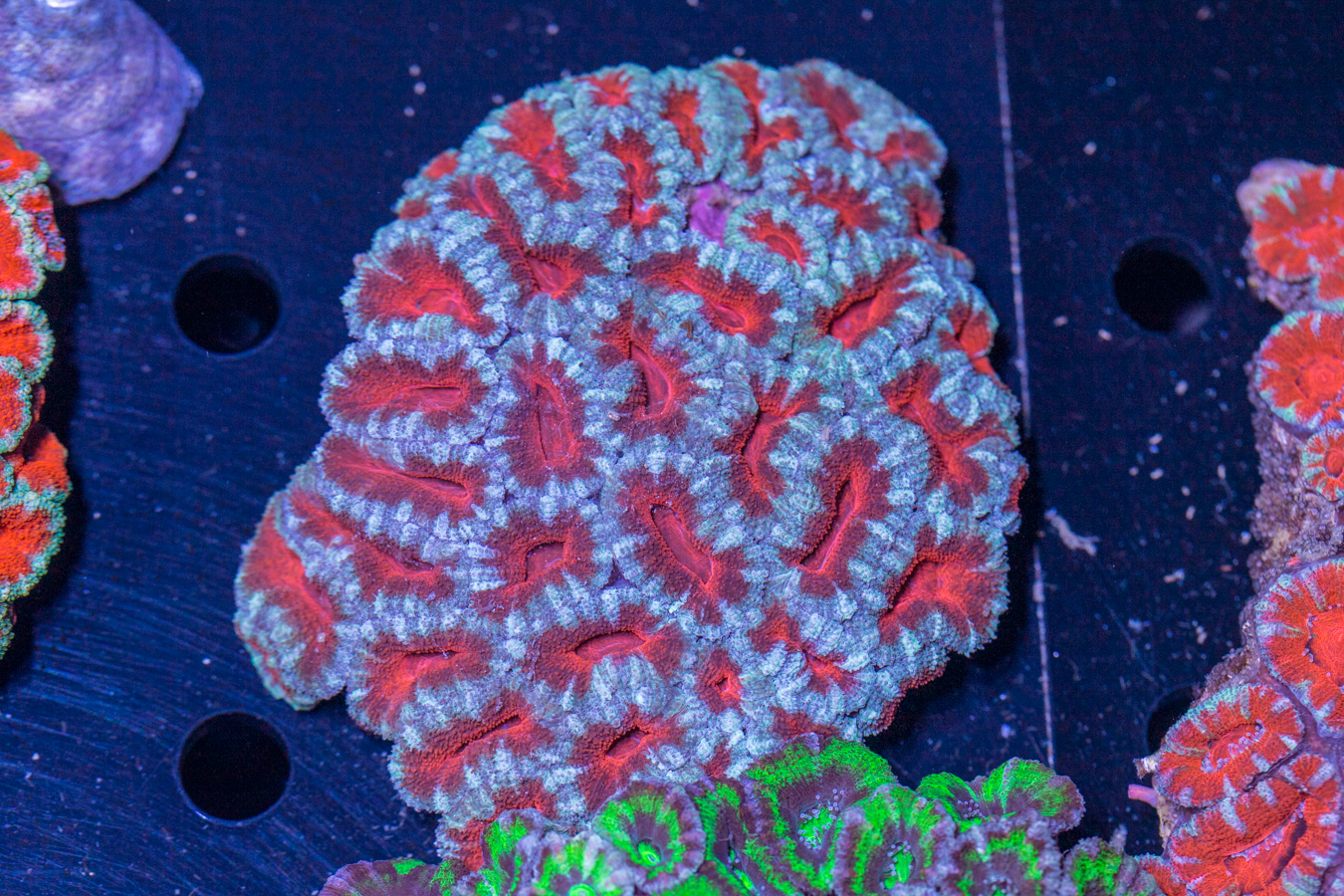 Acan - Lord Howe 1 Acan - Lord Howe