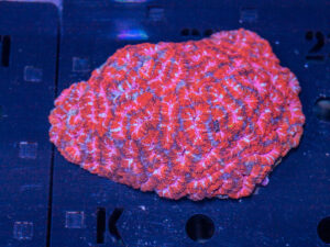 Acan - Lord Howe