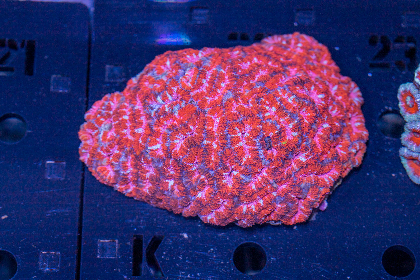 Acan - Lord Howe 1 Acan - Lord Howe