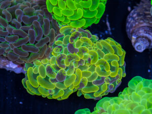 Cart 7 Hammer - Branching