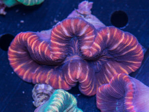 Trachyphyllia