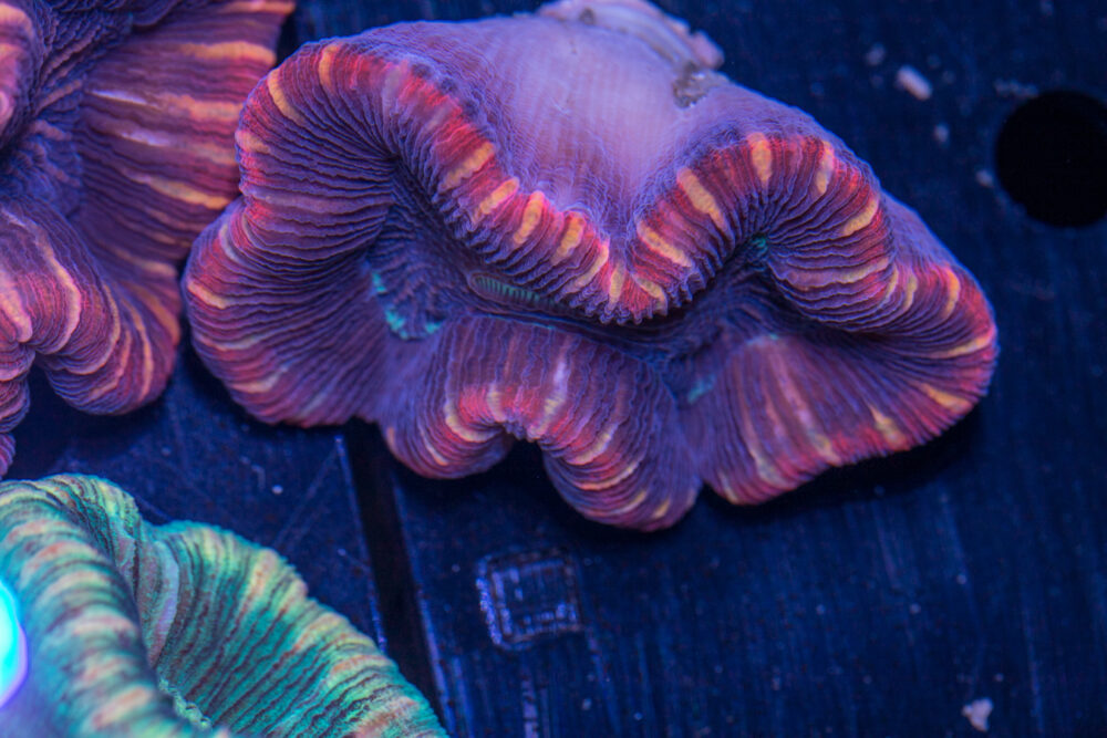 Trachyphyllia