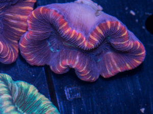 Trachyphyllia