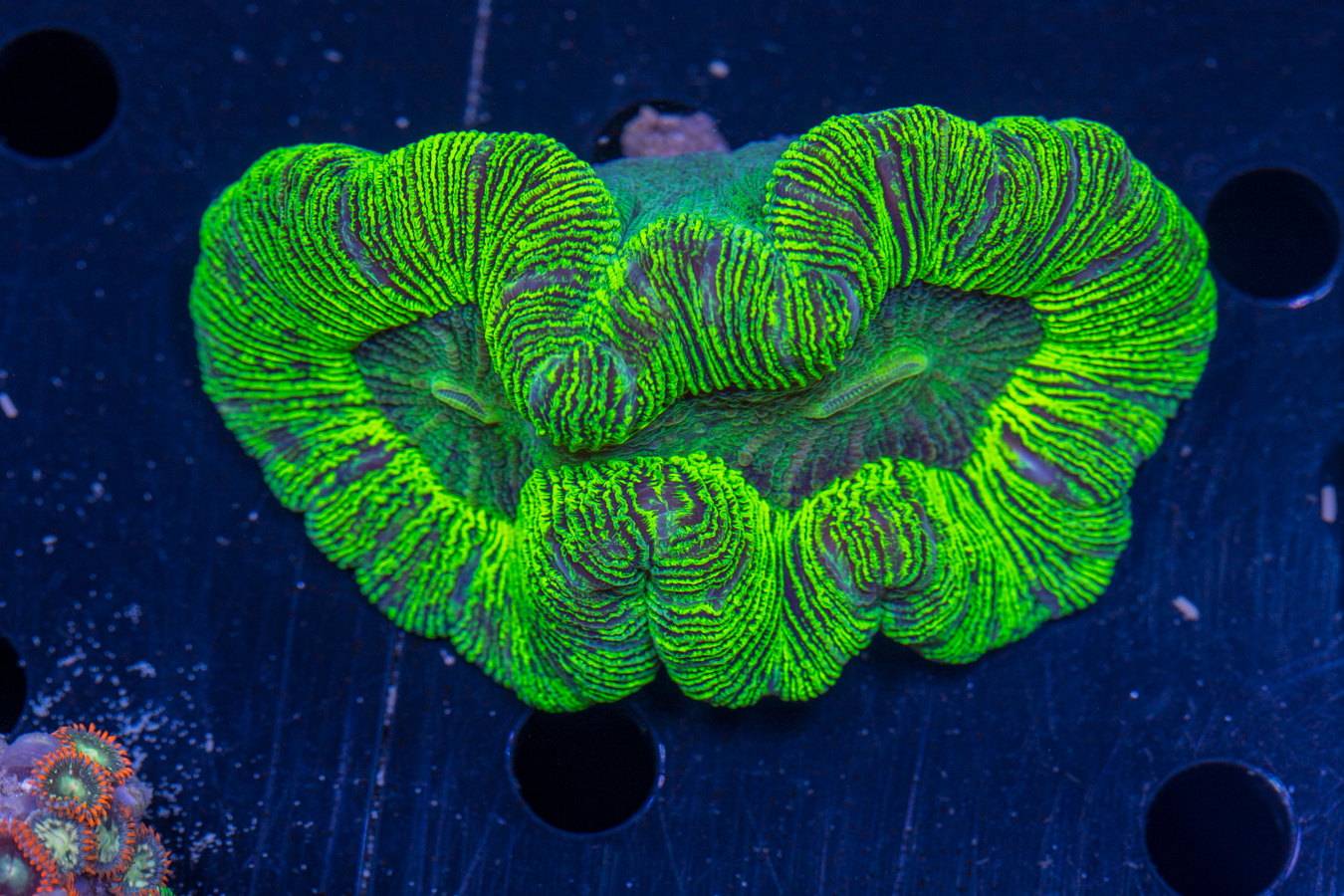Trachyphyllia 1 Trachyphyllia