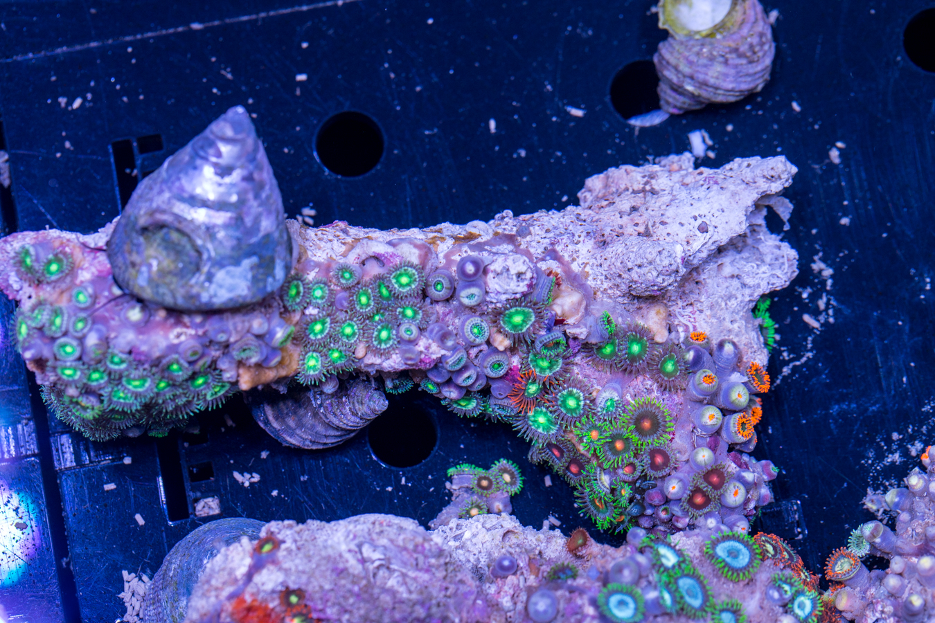 Zoanthids 1 Zoanthids