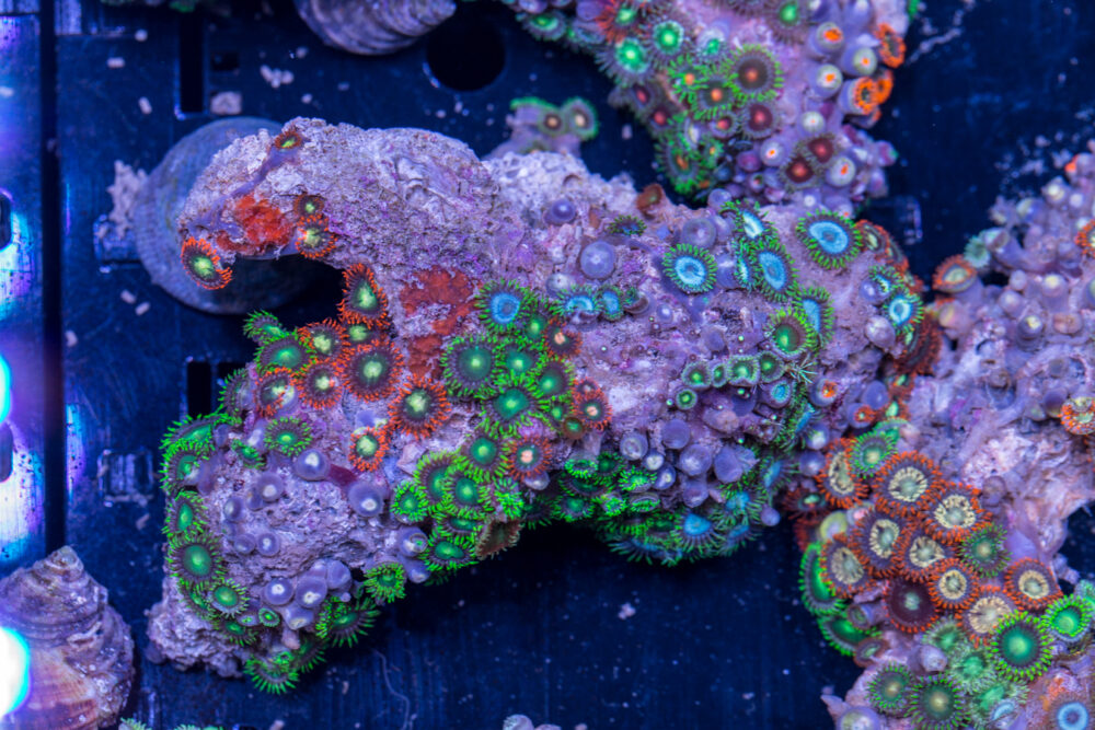 Zoanthids