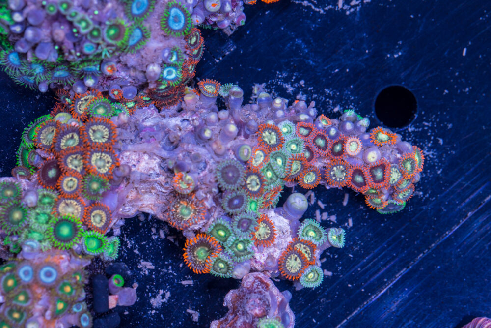 Zoanthids