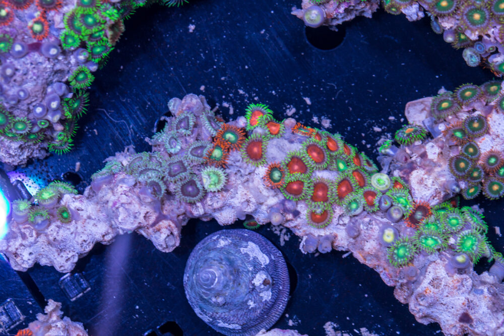 Zoanthids