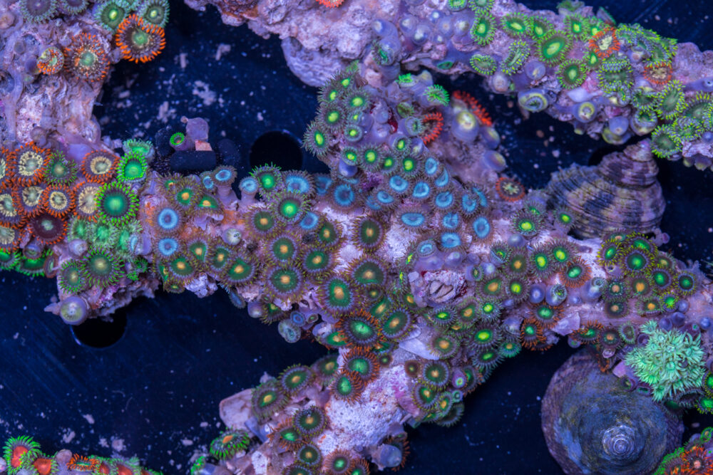 Zoanthids
