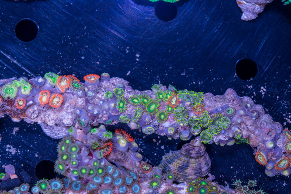 Zoanthids