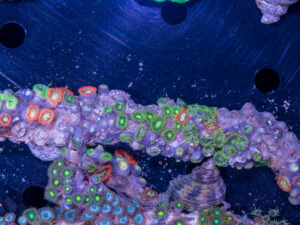 Zoanthids