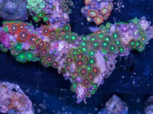 Zoanthids