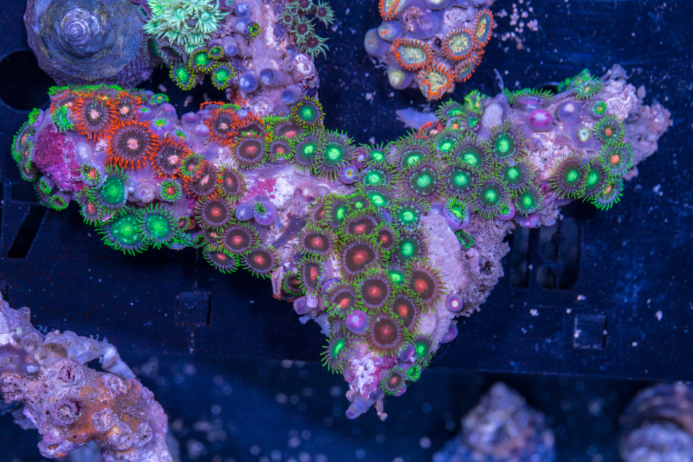 Zoanthids 1 Zoanthids