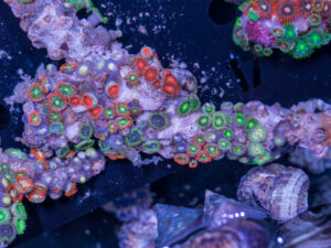 Zoanthids