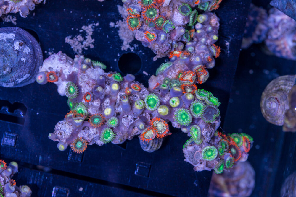 Zoanthids