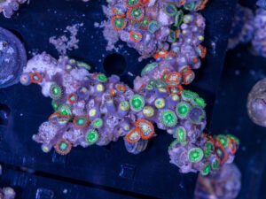 Zoanthids