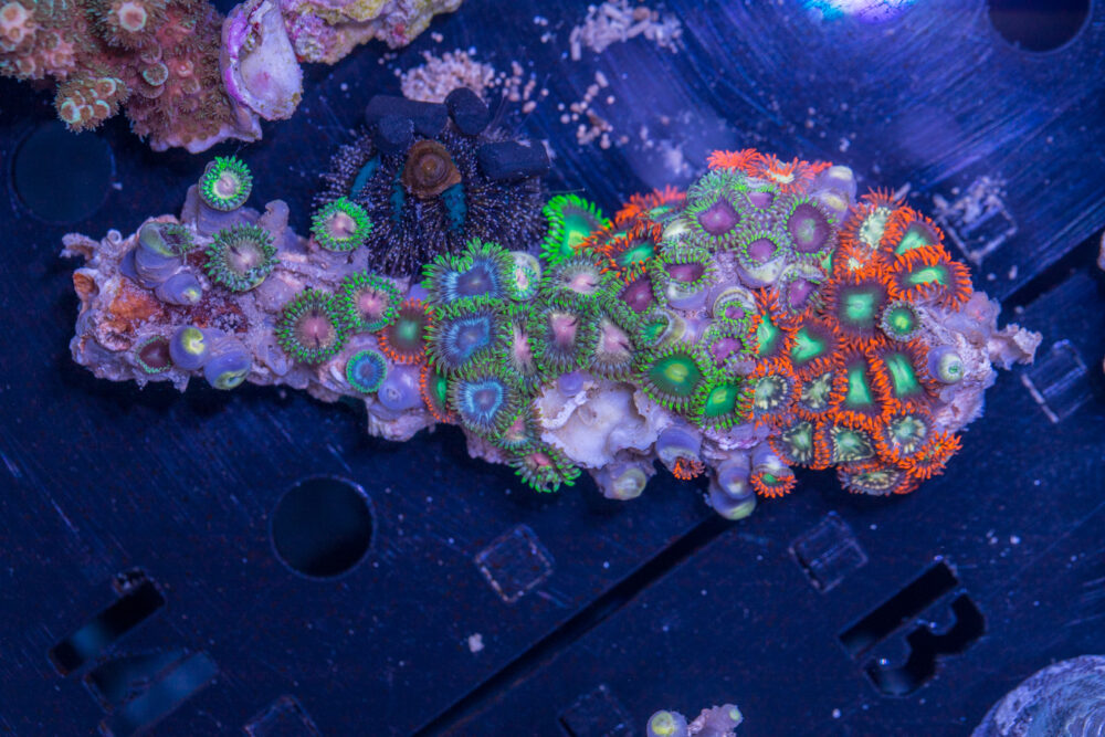 Zoanthids