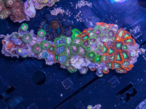 Zoanthids