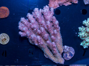 Acropora