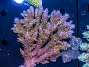 Acropora