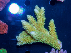 Acropora