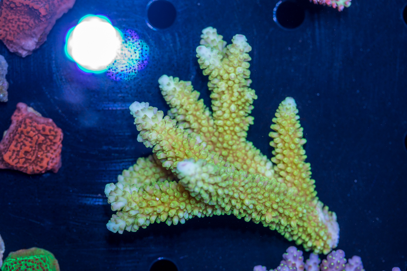 Acropora 1 Acropora
