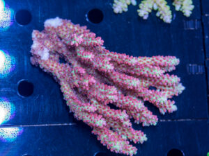 Acropora