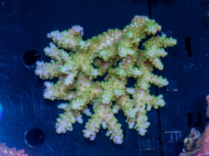 Acropora