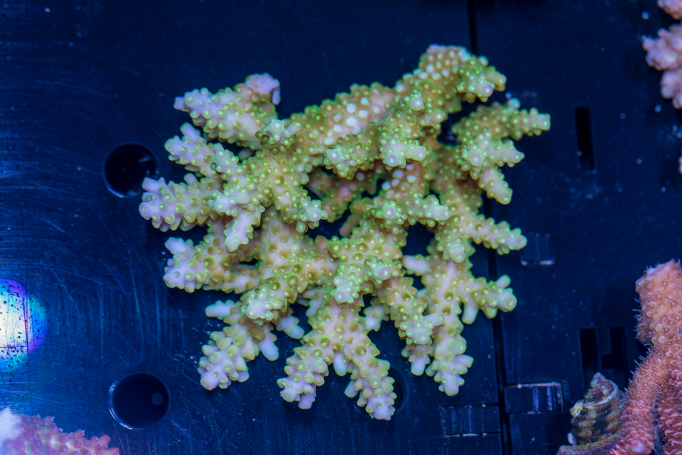 Acropora 1 Acropora