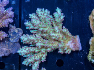 Acropora