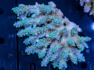 Acropora