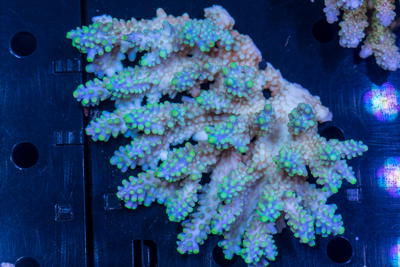 Acropora 1 Acropora