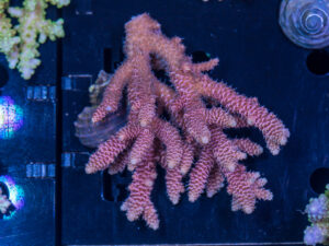 Acropora