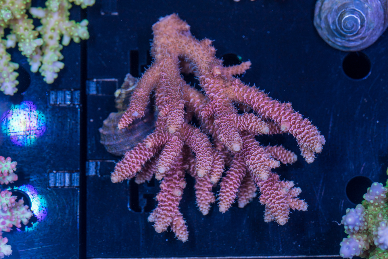Acropora 1 Acropora