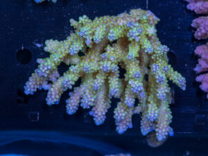 Acropora