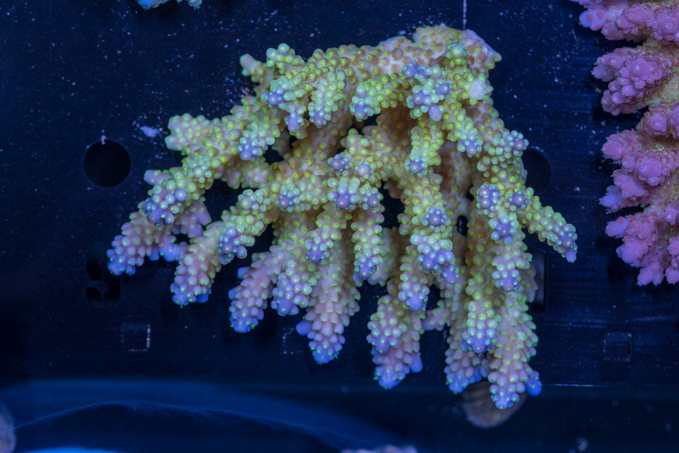 Acropora 1 Acropora